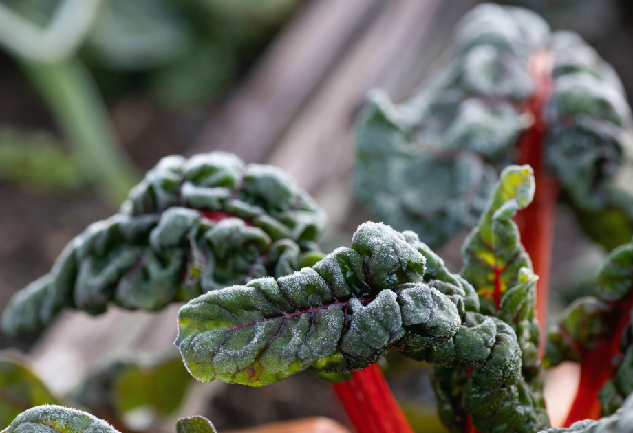 Frosty greens